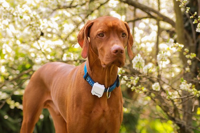 Tractive GPS Tracker für Hunde und Katzen