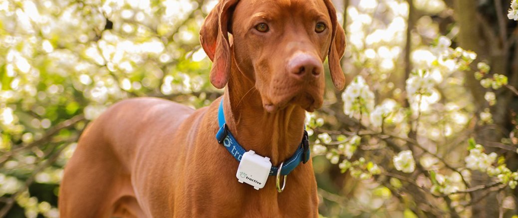 Tractive GPS Tracker für Hunde und Katzen
